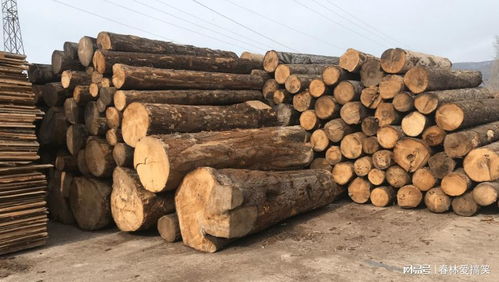 法國(guó)林業(yè)補(bǔ)貼背后的生態(tài)悖論 應(yīng)對(duì)樹(shù)皮甲蟲(chóng)危機(jī)，砍伐還是保護(hù)？