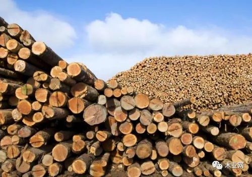 中俄跨境木材交易 邁向整合共贏的新時(shí)代